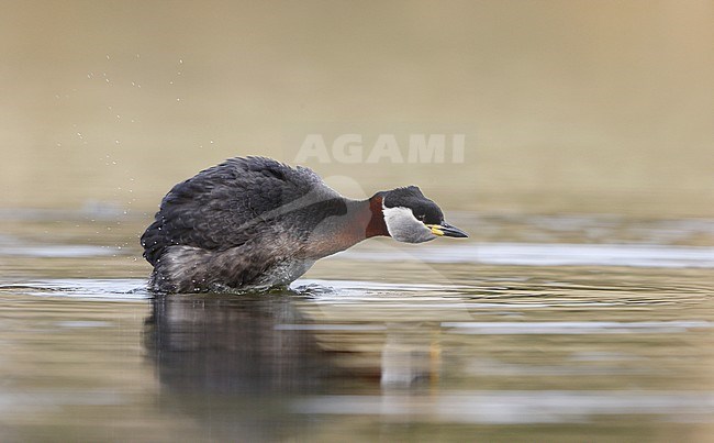 Red-necked Grebe, Podiceps griseigena, at Holte, Denmark stock-image by Agami/Helge Sorensen,