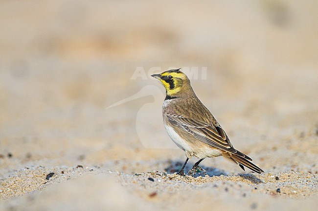 Strandleeuwerik, Shore Lark, Eremophila alpestris stock-image by Agami/Menno van Duijn,