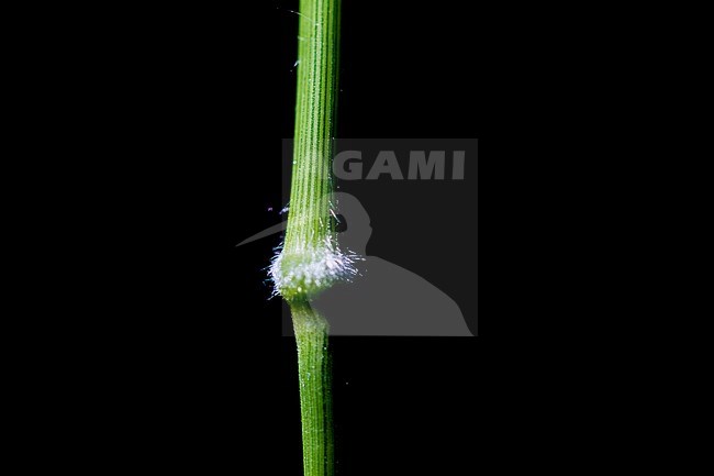 False Brome stock-image by Agami/Wil Leurs,
