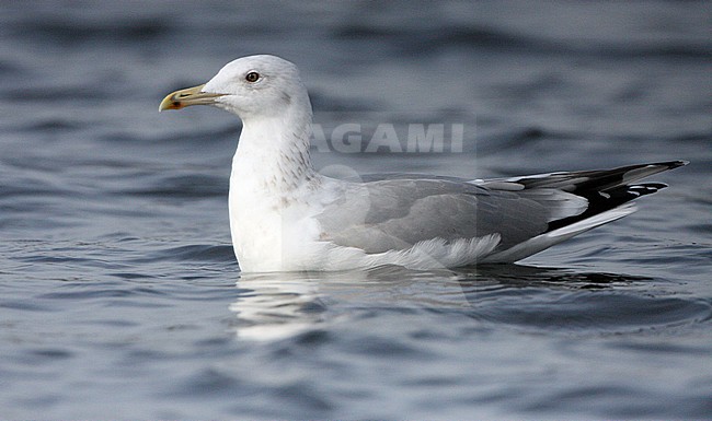 Adult winter Pontische Meeuw, Adult winter Caspian Gull stock-image by Agami/Karel Mauer,