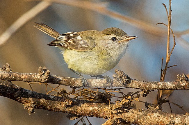 Slender-billed Inezia (Inezia tenuirostris) at Los Flamencos Wildlife Sanctuary, Camarones, La Guajira, Colombia. stock-image by Agami/Tom Friedel,