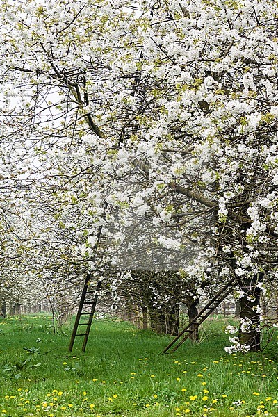 Blossom trees in bloom at the Betuwe in spring stock-image by Agami/Marc Guyt,