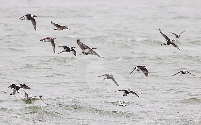 Large flock of Long-tailed Duck (Clangula hyemalis), male and female, winter plumage, in flight. stock-image by Agami/Lennart Verheuvel,