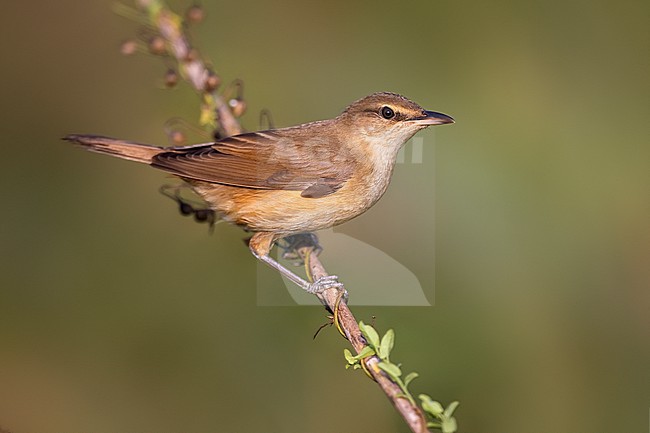 Great Reed Warbler, Acrocephalus arundinaceus, in Italy. stock-image by Agami/Daniele Occhiato,