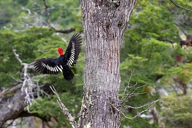 Magellanic Woodpecker (Campephilus magellanicus) in forest in mountain range in southern Chile. Male landing on the trunc of a large tree. stock-image by Agami/Dani Lopez-Velasco,