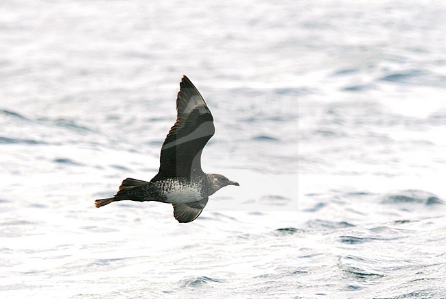Dark adult Pomarine Skua (Stercorarius pomarinus) in flight over the Altantic ocean off the coast of northern Spain in the Bay of Biscay in early autumn. stock-image by Agami/Dani Lopez-Velasco,