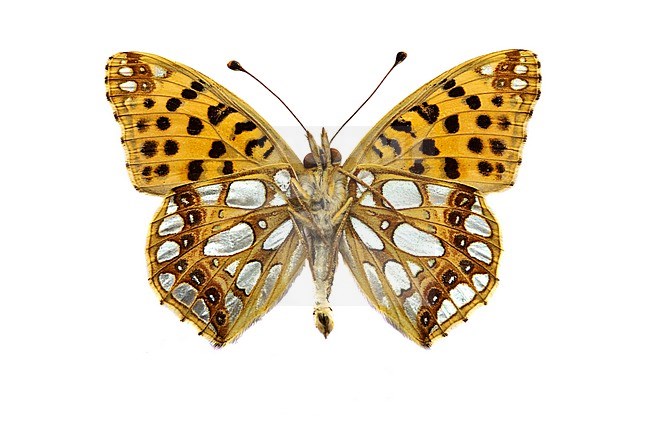 Queen of Spain Fritillary, Kleine parelmoervlinder, Issoria lathonia stock-image by Agami/Wil Leurs,