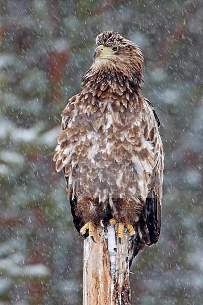 Zeearend jong zittend op stronk; White-tailed Eagle juvenile perched on tree stump stock-image by Agami/Markus Varesvuo,