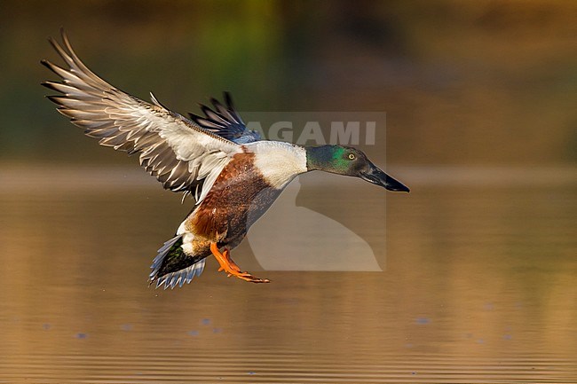 Vliegend mannetje Slobeend; Northern Shoveler male in flight stock-image by Agami/Daniele Occhiato,