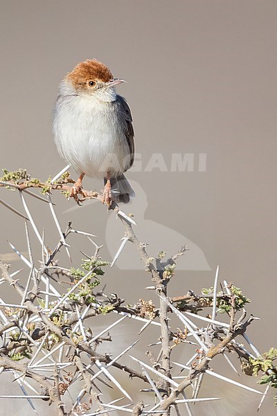 Tiny Cisticola (Cisticola nana) perched on a bush in Tanzania. stock-image by Agami/Dubi Shapiro,