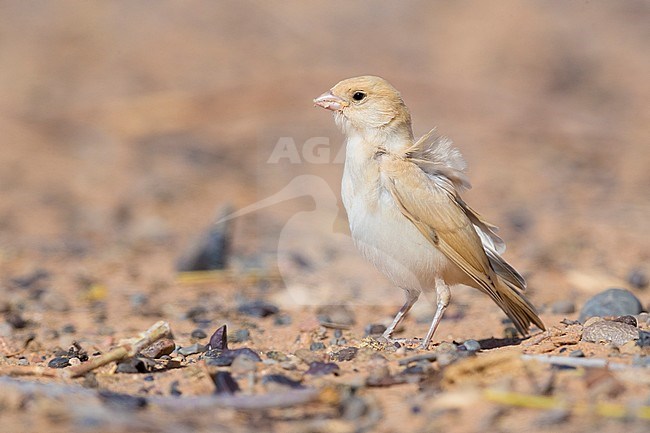 Desert Sparrow (Passer simplex saharae), juvenile standing on the ground stock-image by Agami/Saverio Gatto,