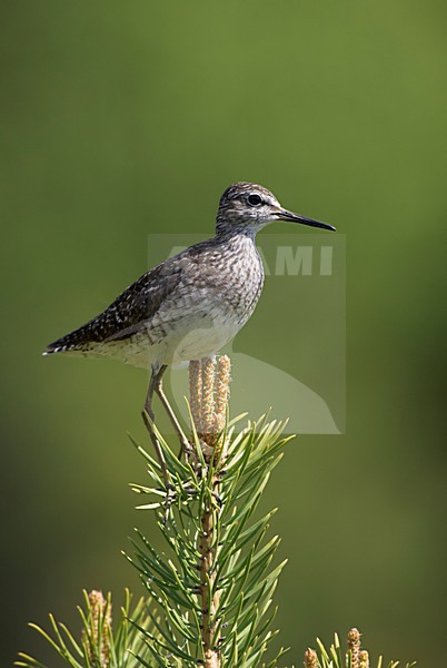 Volwassen Bosruiter zittend in een boom; Adult Wood Sandpiper perched in a tree stock-image by Agami/Markus Varesvuo,