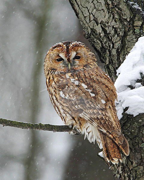 Tawny Owl, Strix aluco, perched in a tree during cold winter day in Finland. stock-image by Agami/Tomi Muukkonen,