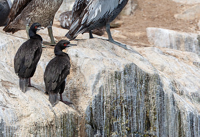 Guanay cormorant (Leucocarbo bougainvilliorum) off the coast of Lima, Peru. Also known as Guanay shag. stock-image by Agami/Marc Guyt,