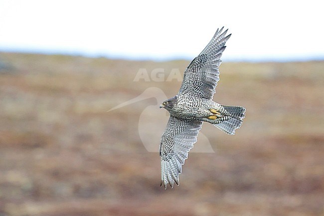 Adult Gyrfalcon (Falco rusticolus) at Seward Peninsula, Alaska, USA during arctic summer (June). With tundra on background. stock-image by Agami/Brian E Small,