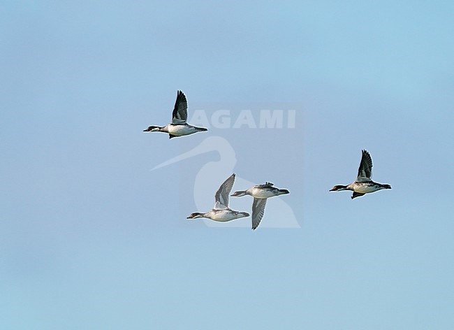 Flock of four Smew (Mergellus albellus) flying, migrating in blue sky in sideview showing underside and underwing stock-image by Agami/Ran Schols,
