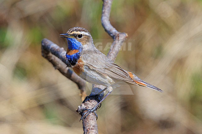 Bluethroat (Luscinia svecica svecica) taken the 07/06/2022 at Nome - Alaska. stock-image by Agami/Nicolas Bastide,