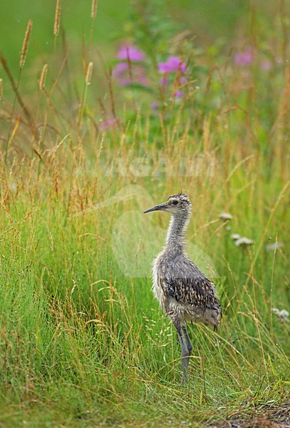 Kuiken van de Wulp; Chick of Eurasian Curlew stock-image by Agami/Markus Varesvuo,