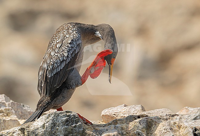 Red-legged Cormorant (Poikilocarbo gaimardi) scratching its head with its foot on the rocks in Pucusana, Peru, South America. stock-image by Agami/Steve Sánchez,