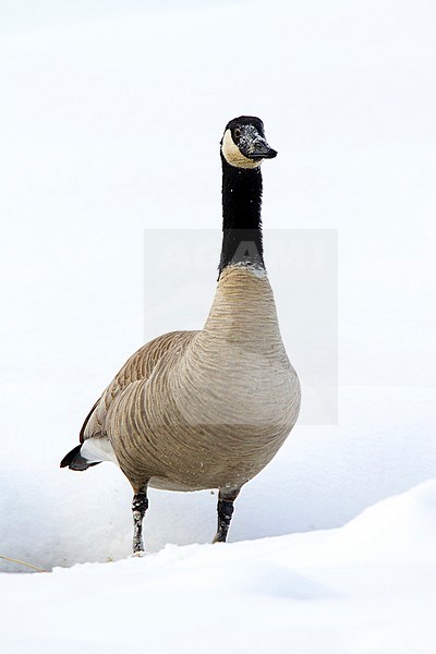 Canada Goose (Branta canadensis) standing in snow in Yellowstone National Park (USA). stock-image by Agami/Oscar Díez,