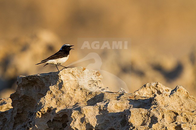 Cyprus Wheatear - Zypernsteinschmätzer - Oenanthe cypriaca, Cyprus, adult male stock-image by Agami/Ralph Martin,