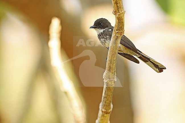 Northern Fantail (Rhipidura rufiventris buttikoferi) in the Banda Sea, Indonesia. On Pulau Leti, Maluku, Indonesia. stock-image by Agami/James Eaton,