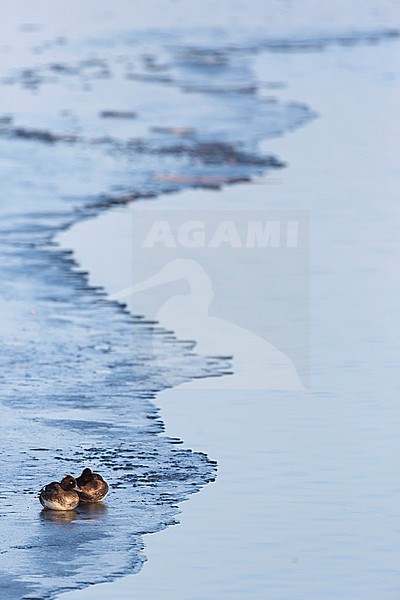 Two Tufted Ducks (Aythya fuligula) sleeping on an ice shield in a lake in Germany. stock-image by Agami/Ralph Martin,