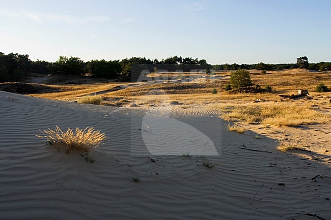 Kootwijkerzand, Kootwijk, Veluwe, Netherlands stock-image by Agami/Marc Guyt,