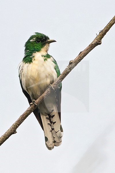 Male Klaas's Cuckoo (Chrysococcyx klaas) perched on a branch in a rainforest in Equatorial Guinea. stock-image by Agami/Dubi Shapiro,