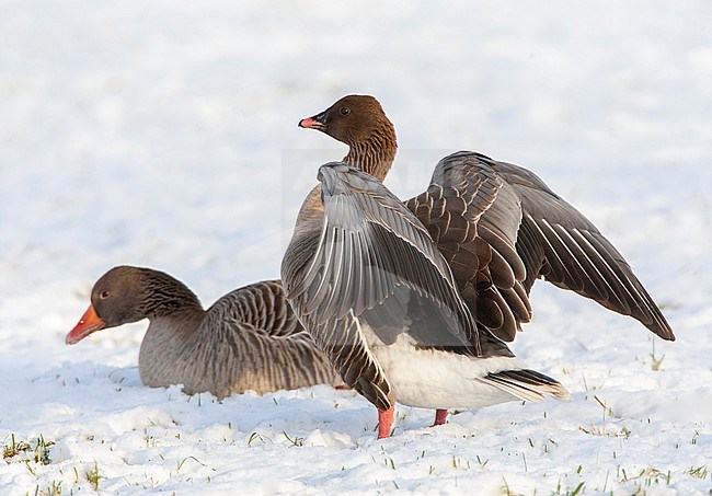 Wintering Pink-footed Goose, Anser brachyrhynchos, during cold winter in the Netherlands. Stretching its wings, together with resting Greylag Goose. stock-image by Agami/Marc Guyt,