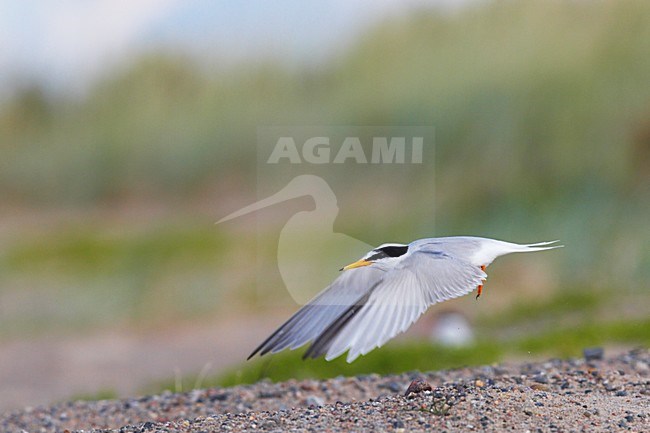 Dwergstern volwassen vliegend; Little Tern adult flying stock-image by Agami/Jari Peltomäki,