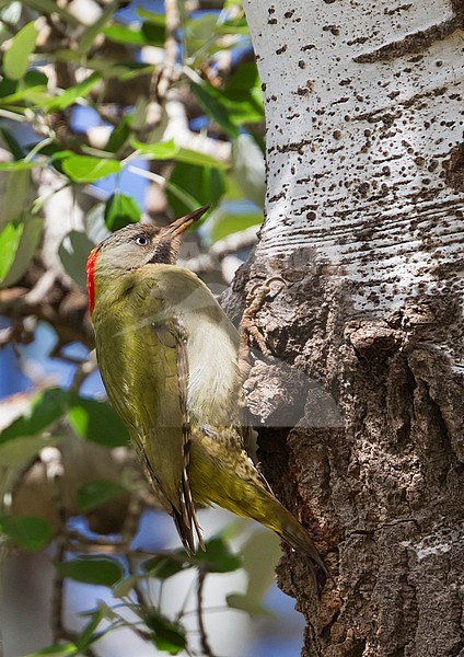 Levaillant's Green Woodpecker - Atlas-Grünspecht - Picus vaillantii, Morocco, adult female stock-image by Agami/Ralph Martin,