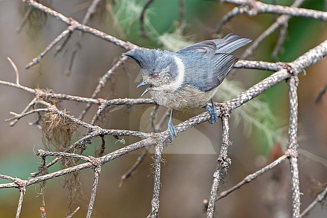 Grey-crested tit (Lophophanes dichrous) in Northeast India. stock-image by Agami/Dani Lopez-Velasco,
