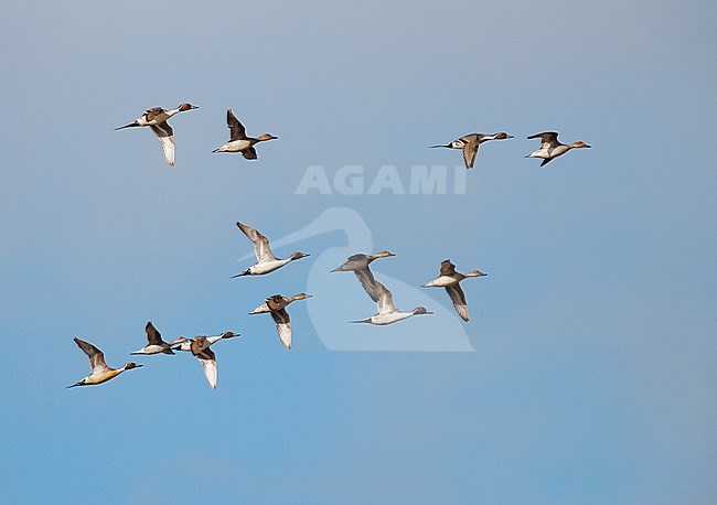 Flock of Northern Pintails (Anas acuta), migrating high in the sky. stock-image by Agami/Ran Schols,