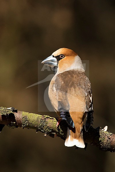 Appelvink man op tak, Hawfinch male on branch stock-image by Agami/Walter Soestbergen,