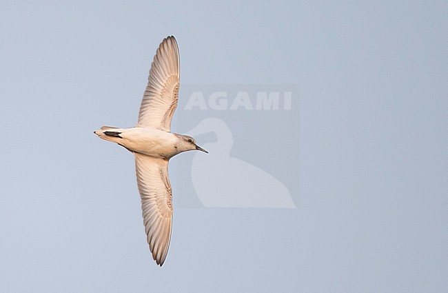 Red-necked Stint (Calidris ruficollis) in flight over Pak Thale salt pans and mud flats in Phetchaburi, Thailand. stock-image by Agami/Ian Davies,