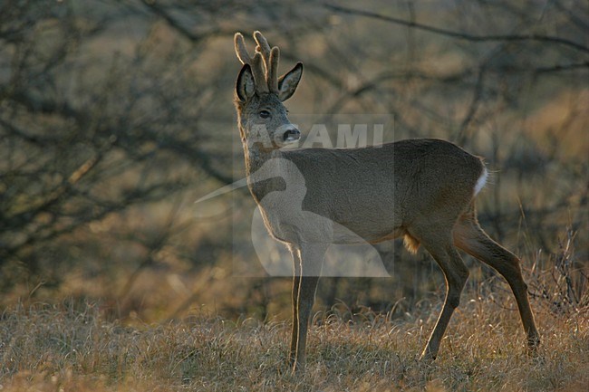 Ree ; Roe deer stock-image by Agami/Menno van Duijn,