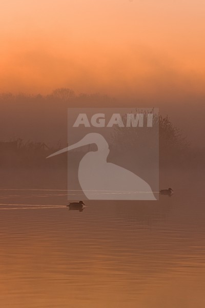 Vecht en Zwarte water in ochtendnevel; Vecht en Zwarte water in morning fog stock-image by Agami/Theo Douma,