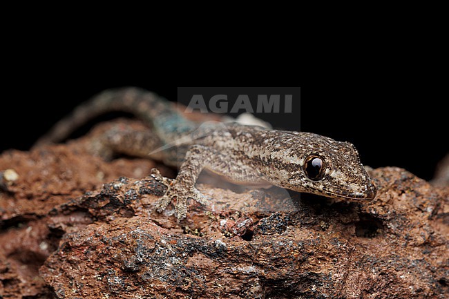 Asian House Gecko (Hemidactylus frenatus) taken the 31/10/2025 at San Cristóbal - Galapagos. stock-image by Agami/Nicolas Bastide,