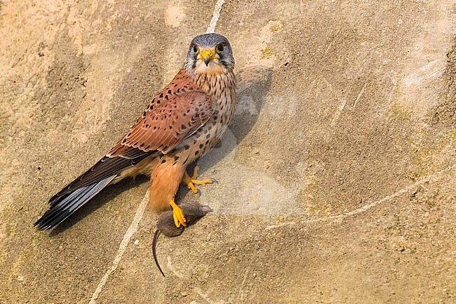 Eurasian Kestrel (Falco tinnunculus) male perched with prey stock-image by Agami/Daniele Occhiato,