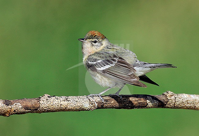Adult female
Galveston Co., TX
May 2005 stock-image by Agami/Brian E Small,