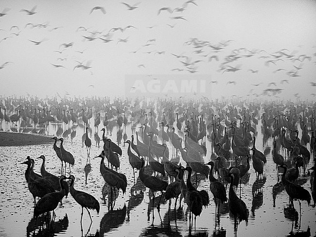 Huge staging flock of Common crane's (Grus grus). stock-image by Agami/Bence Mate,