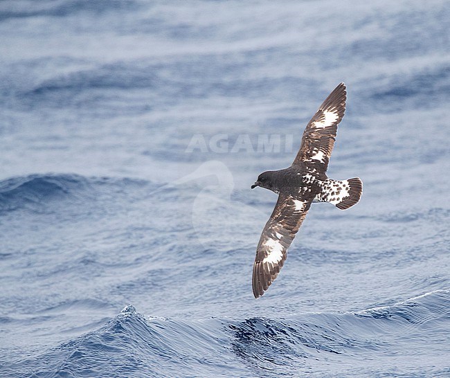 Cape Petrel (Daption capense australe) at sea in the Pacific Ocean of subantarctic New Zealand. Also called the Cape or Pintado Petrel. stock-image by Agami/Marc Guyt,