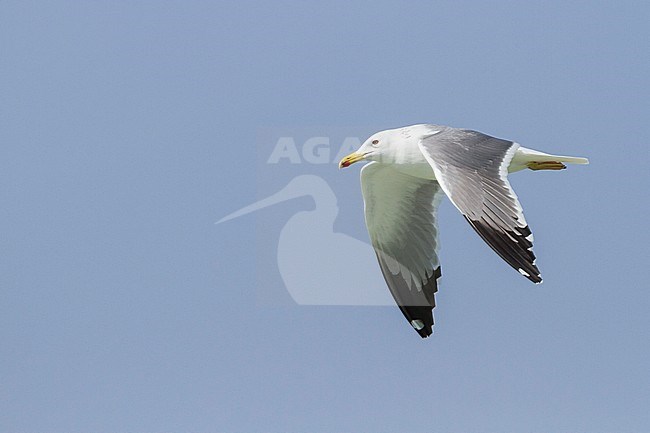 Heuglins Meeuw, Heuglin's Gull, Larus heuglini, Oman, adult stock-image by Agami/Ralph Martin,