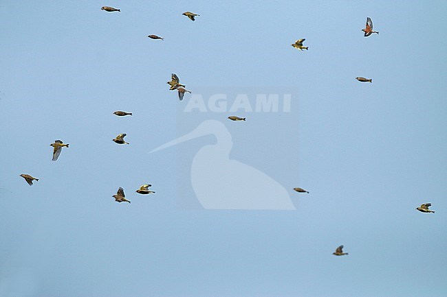 Flock of Linnets and Greenfinches in flight stock-image by Agami/Fred Visscher,