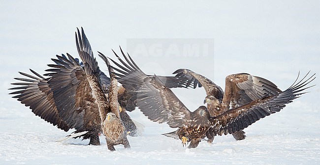 White-tailed Eagles (Haliaeetus albicilla) standing in the snow at Lokka in Finland. stock-image by Agami/Markus Varesvuo,