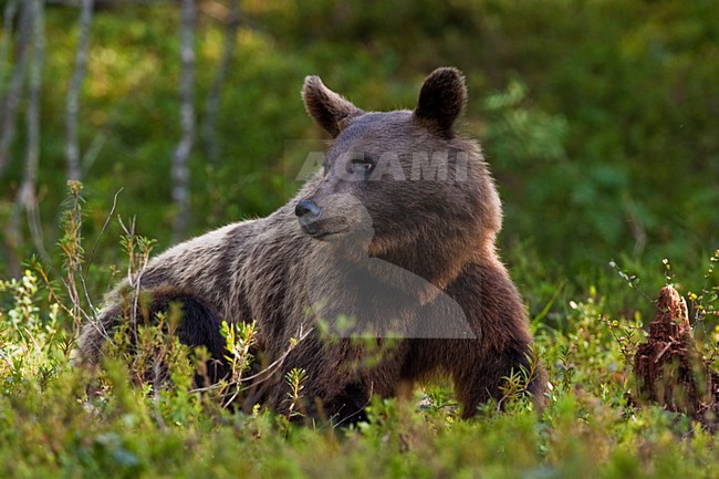 Bruine Beer in bos, Brown Bear in forest stock-image by Agami/Menno van Duijn,