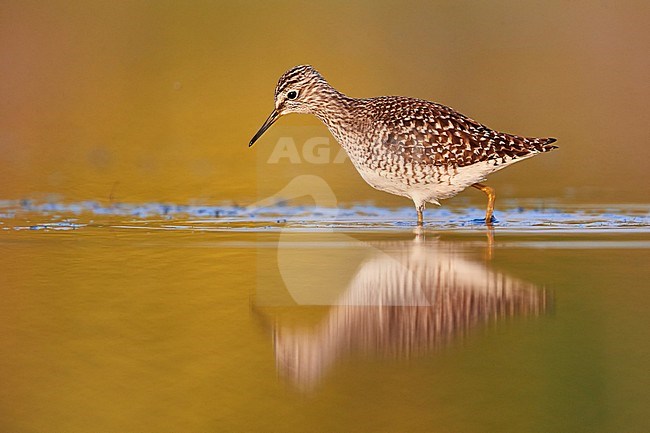 Wood Sandpiper (Tringa glareola), side view of an adult standing in the water, Campania, Italy stock-image by Agami/Saverio Gatto,