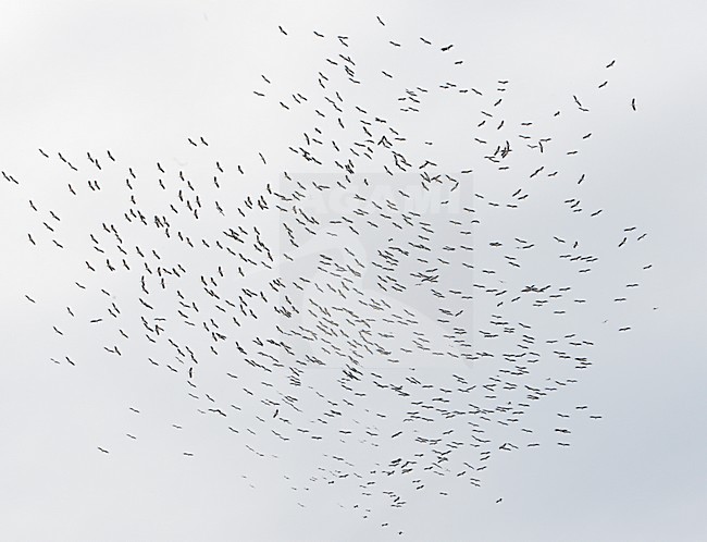 Ooievaar, White Stork, Ciconia ciconia, bird, vogel, Europe, Europa, Netherlands, Nederland, group, groep, flock, migrating, migration, trek, vogeltrek, thermiek stock-image by Agami/Markus Varesvuo,