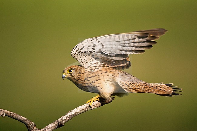 Vrouwtje Torenvalk op een tak; Female Common Kestrel perched on a branch stock-image by Agami/Marc Guyt,